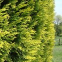 Chamaecyparis lawsoniana 'Grayswood Gold' feuillage